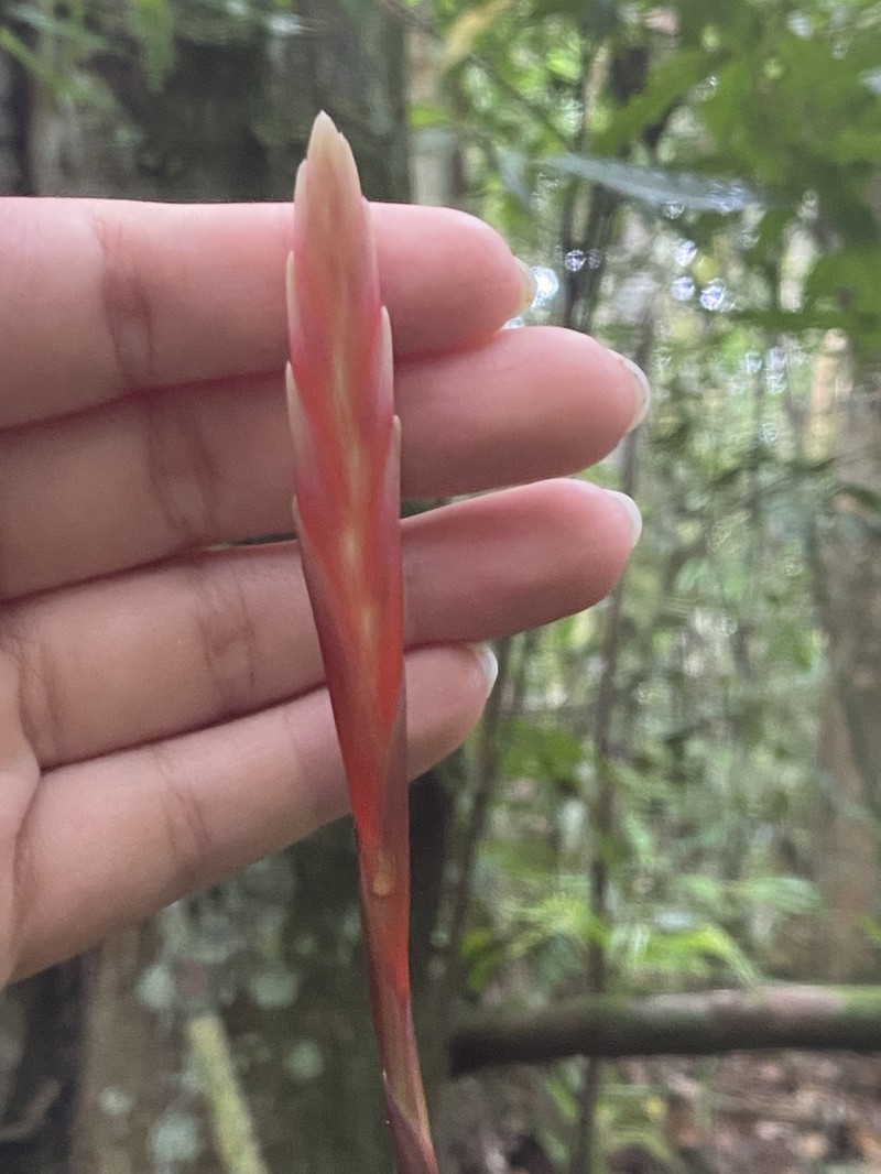 Cipuropsis dubia photo 4