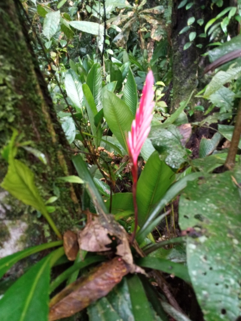 Cipuropsis dubia photo 5