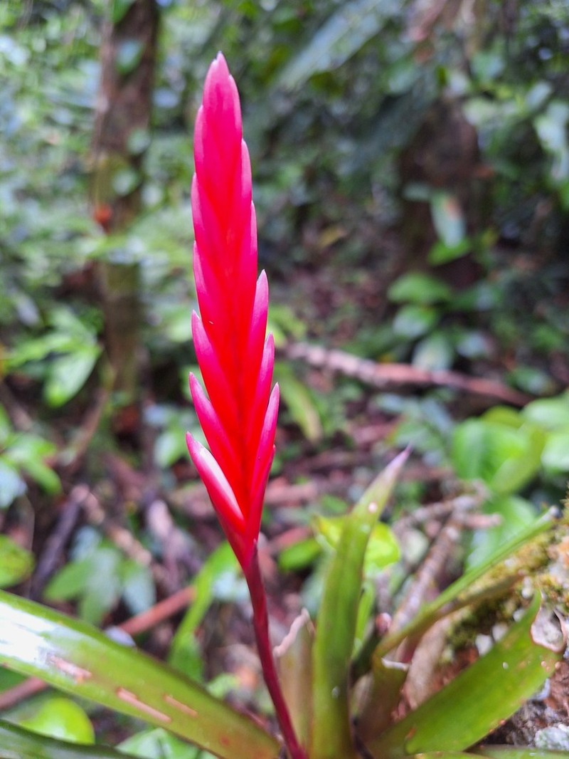 Cipuropsis dubia photo 6