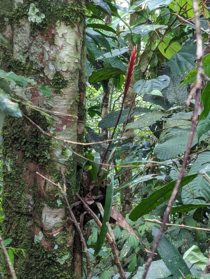 Cipuropsis dubia photo 7
