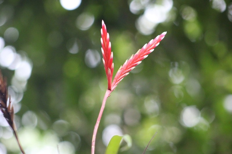 Cipuropsis dubia photo 8