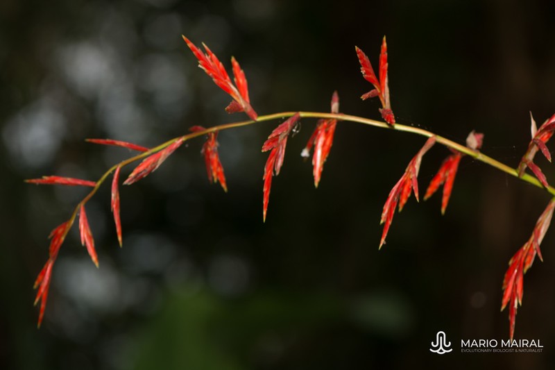 Cipuropsis elata