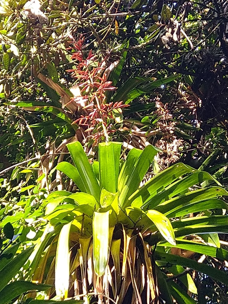 Cipuropsis elata photo 2