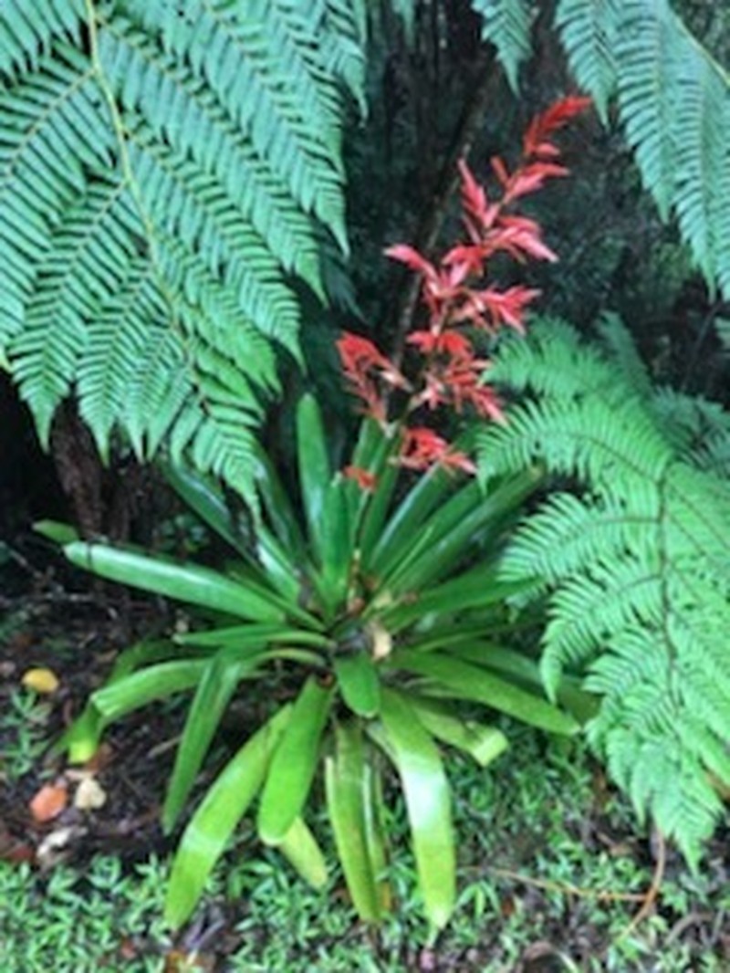 Cipuropsis elata photo 3