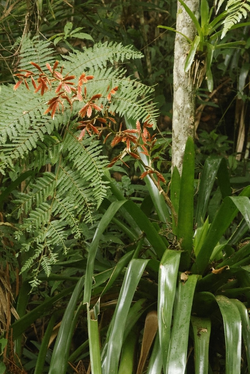 Cipuropsis elata photo 4
