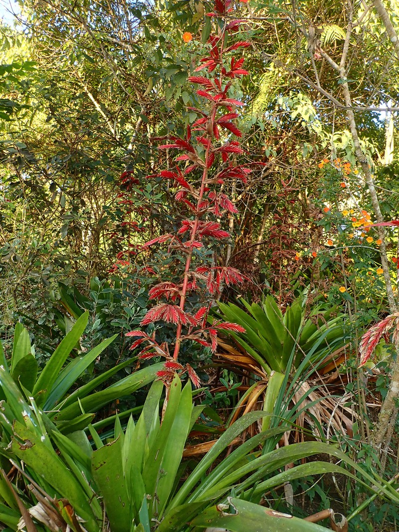 Cipuropsis elata photo 5