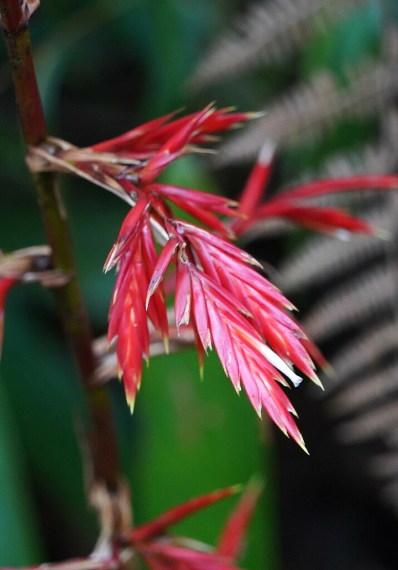 Cipuropsis elata photo 6