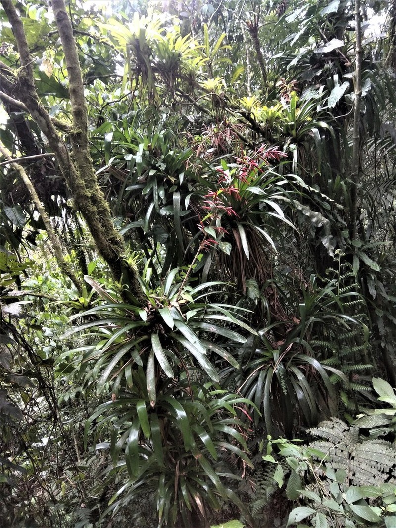 Cipuropsis elata photo 7