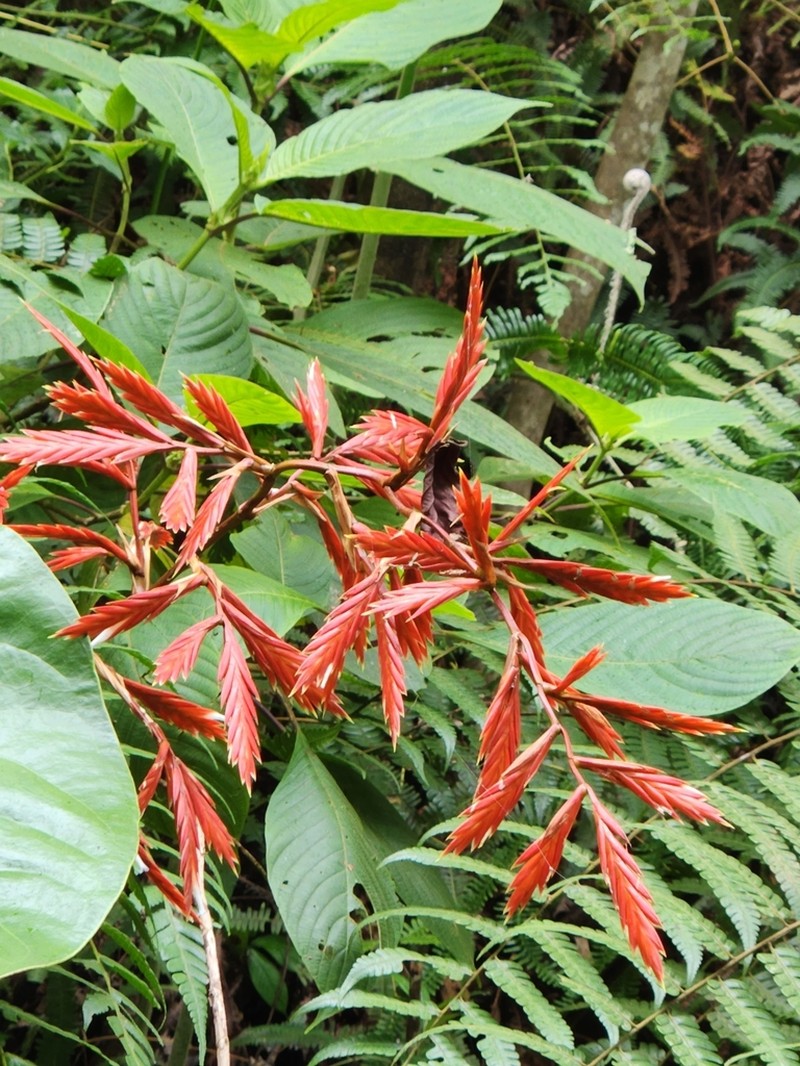 Cipuropsis elata photo 8