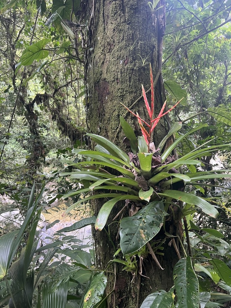 Cipuropsis rubra