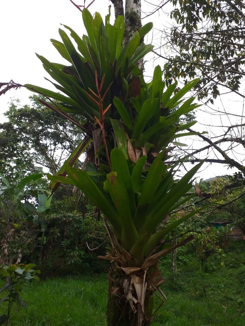 Cipuropsis rubra photo 2