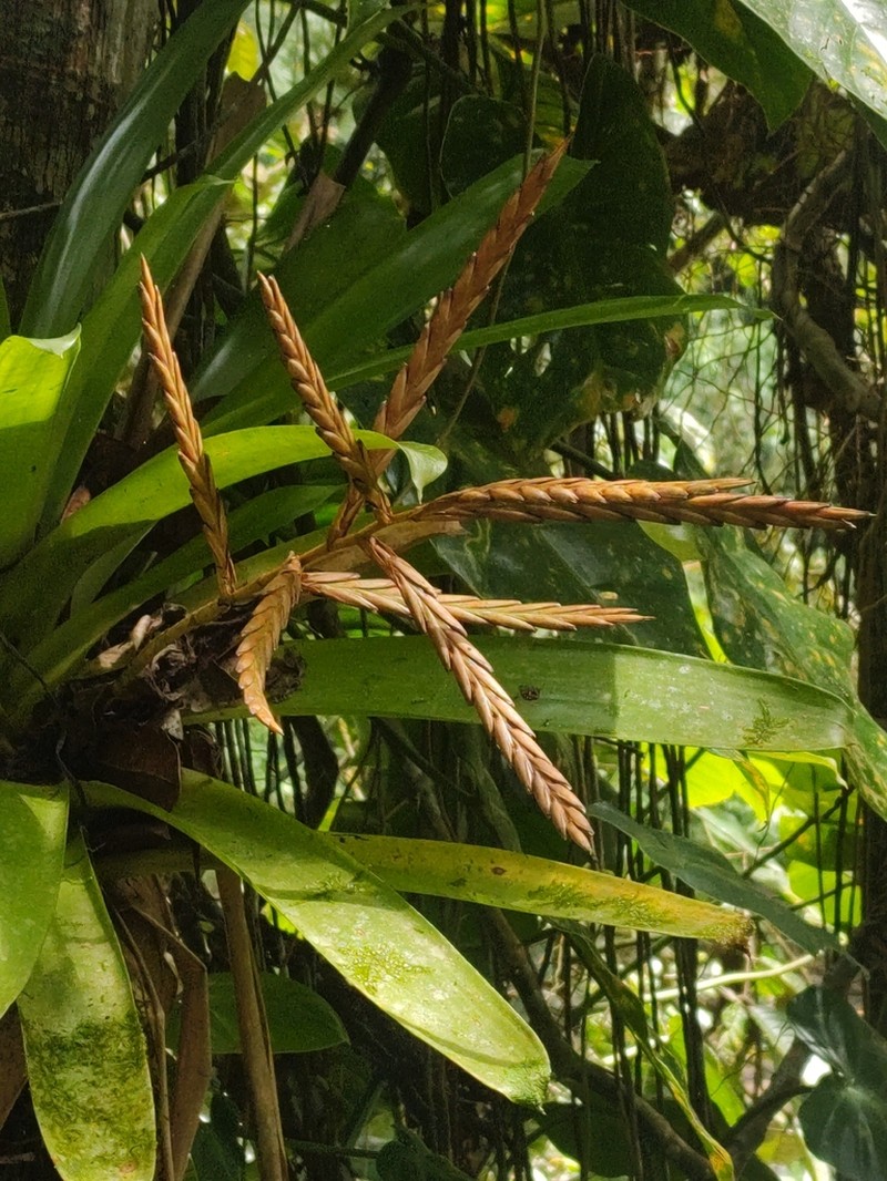 Cipuropsis rubra photo 3