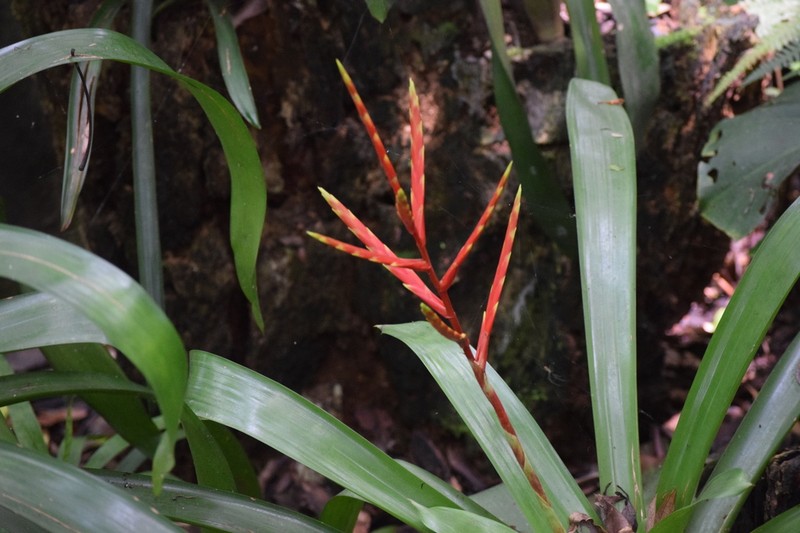 Cipuropsis rubra photo 4