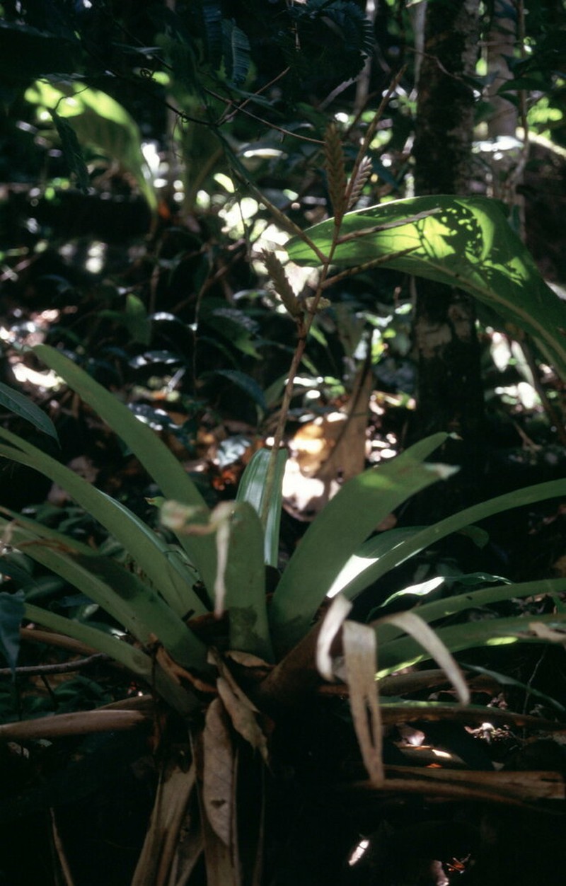 Cipuropsis rubra photo 5