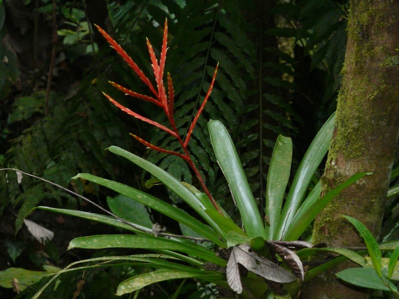 Cipuropsis rubra photo 6