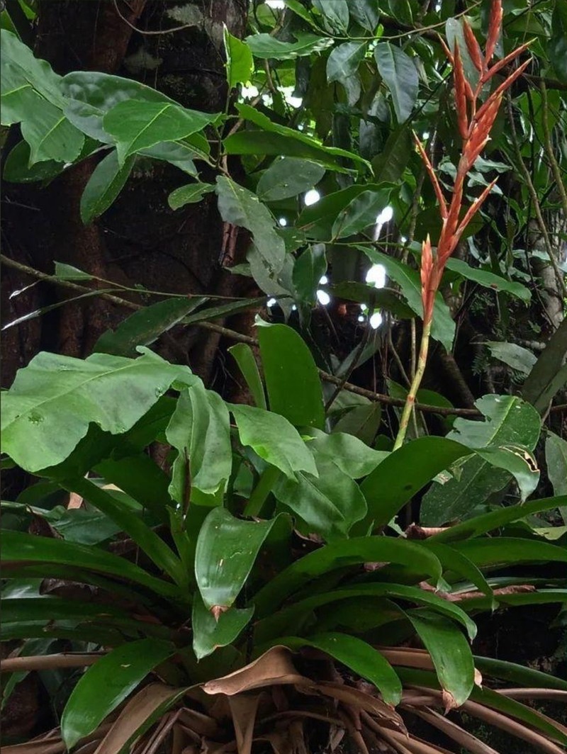 Cipuropsis rubra photo 7