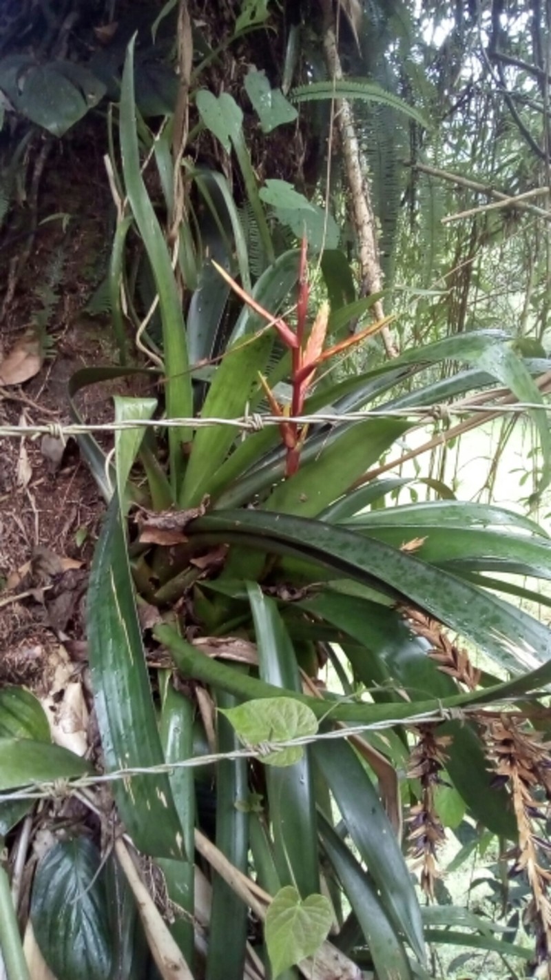 Cipuropsis rubra photo 8