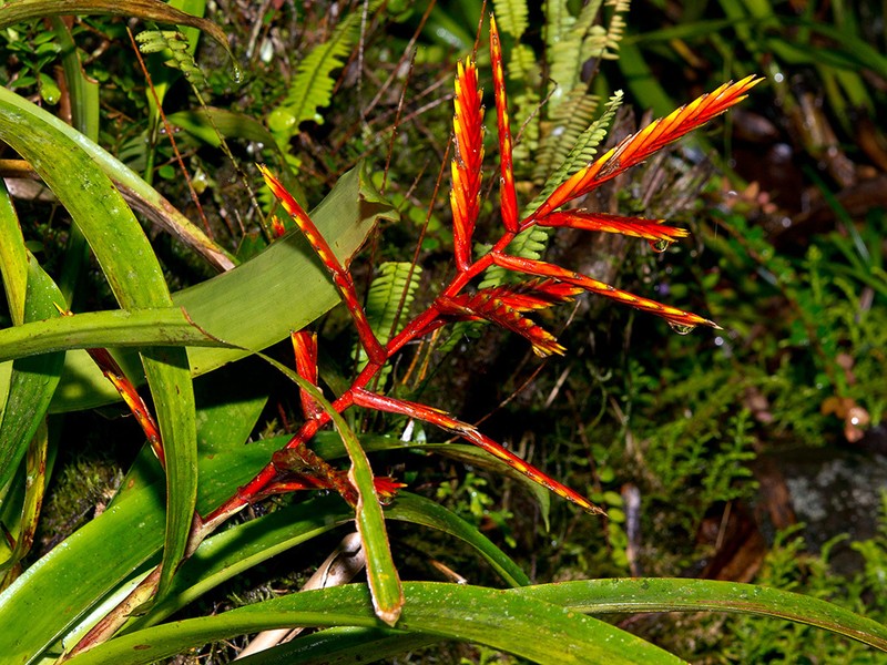 Cipuropsis zamorensis