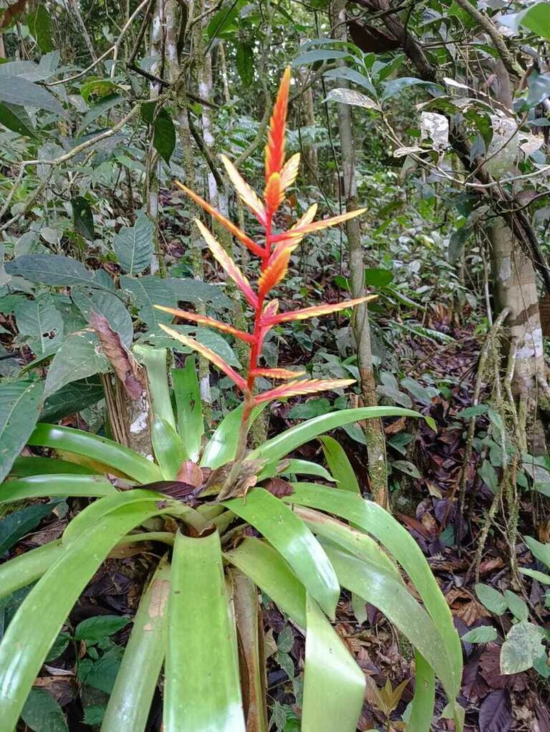 Cipuropsis zamorensis photo 2