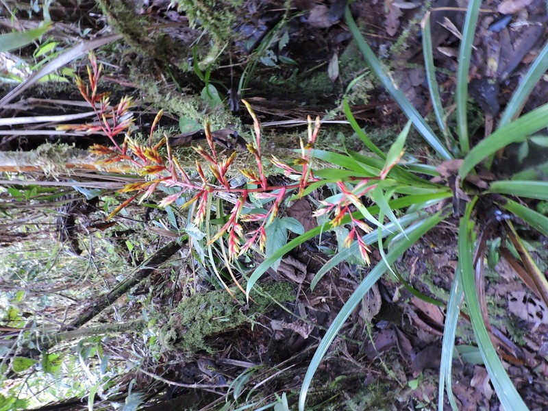 Cipuropsis zamorensis photo 3