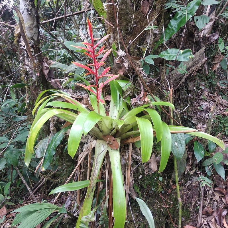Cipuropsis zamorensis photo 4