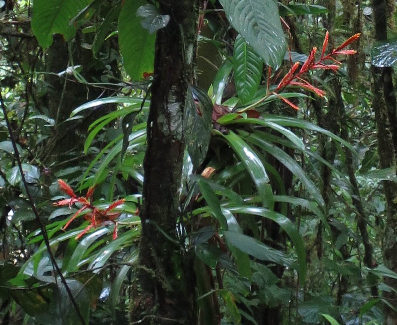 Cipuropsis zamorensis photo 6