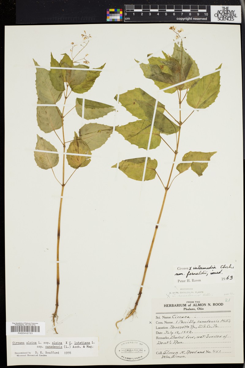Circaea × sterilis