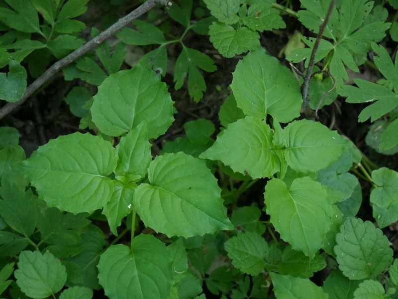 Enchanter's Nightshade