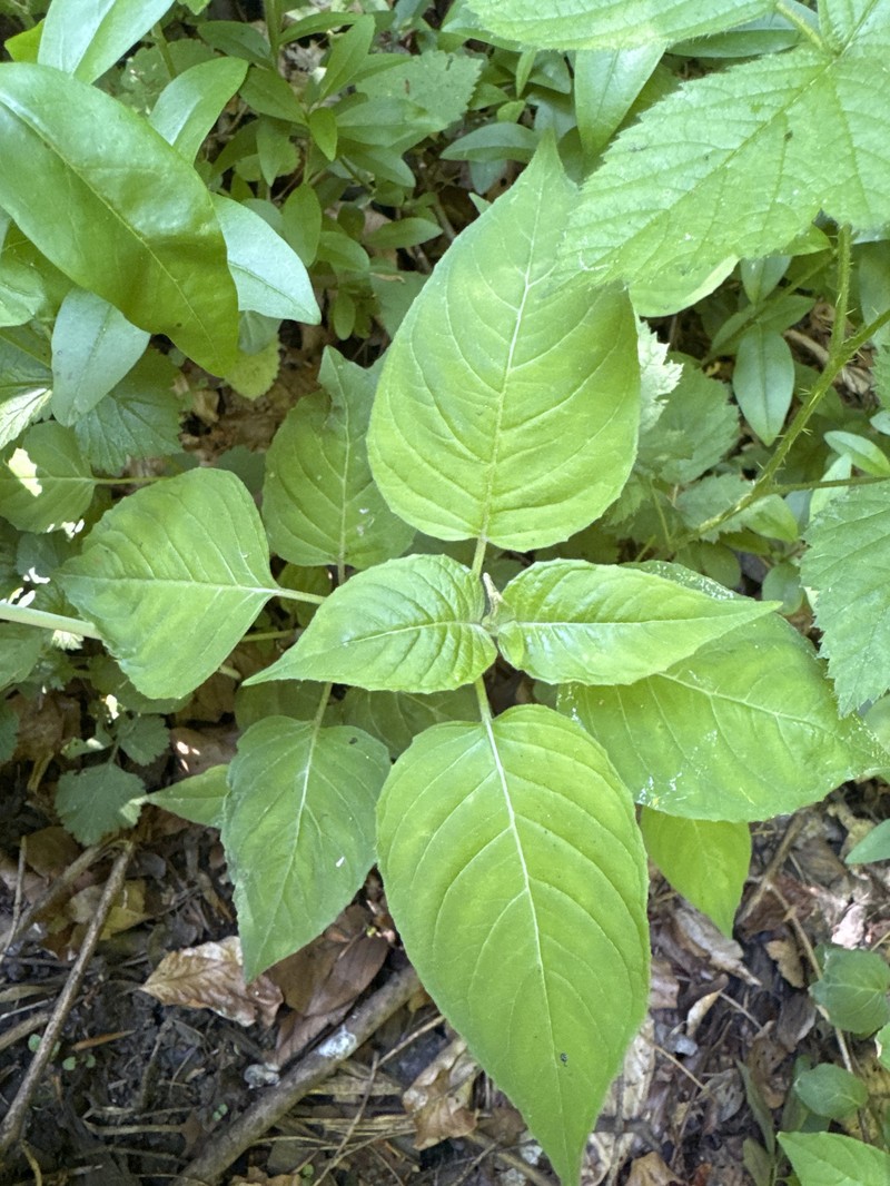 Enchanter's Nightshade photo 2