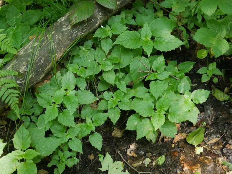 Enchanter's Nightshade photo 3