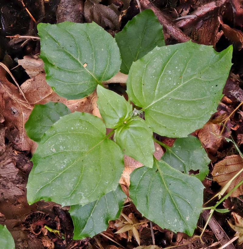 Enchanter's Nightshade photo 4