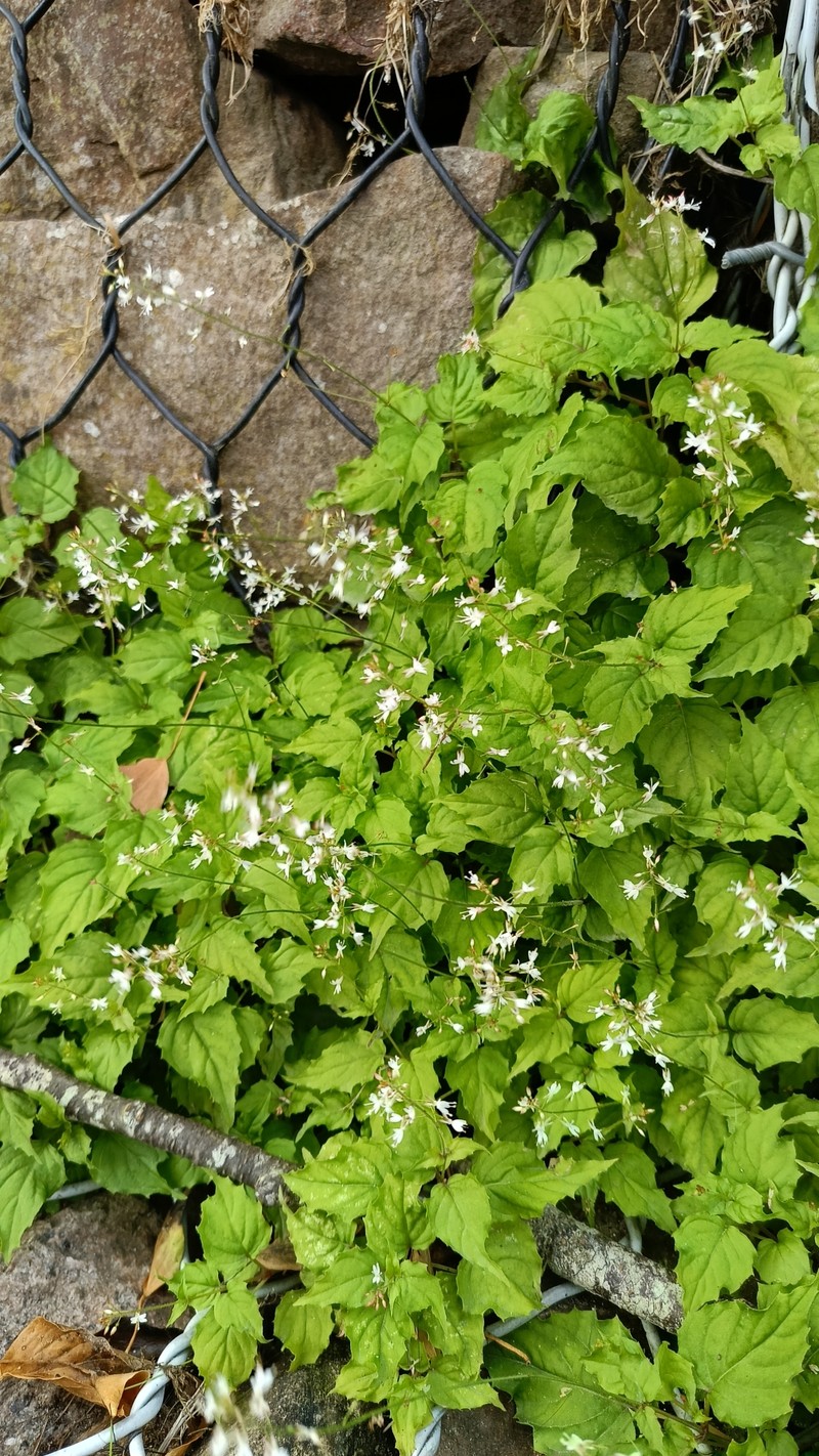 Enchanter's Nightshade photo 5