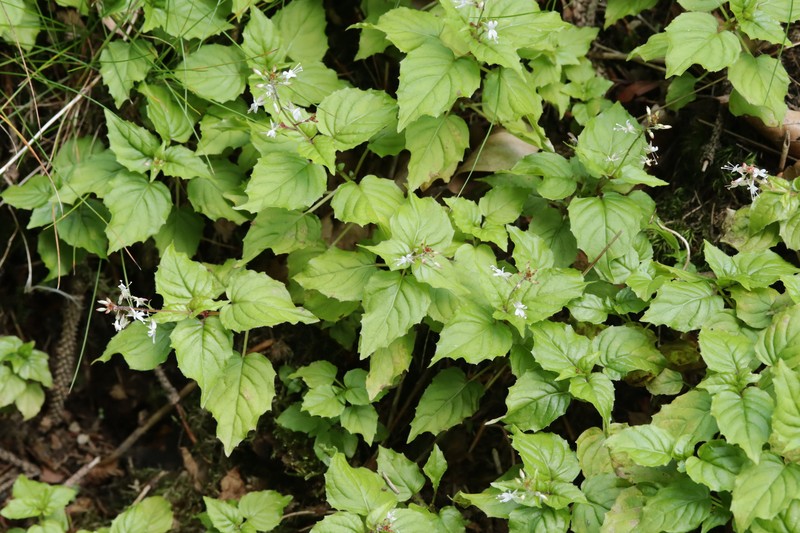 Enchanter's Nightshade photo 6