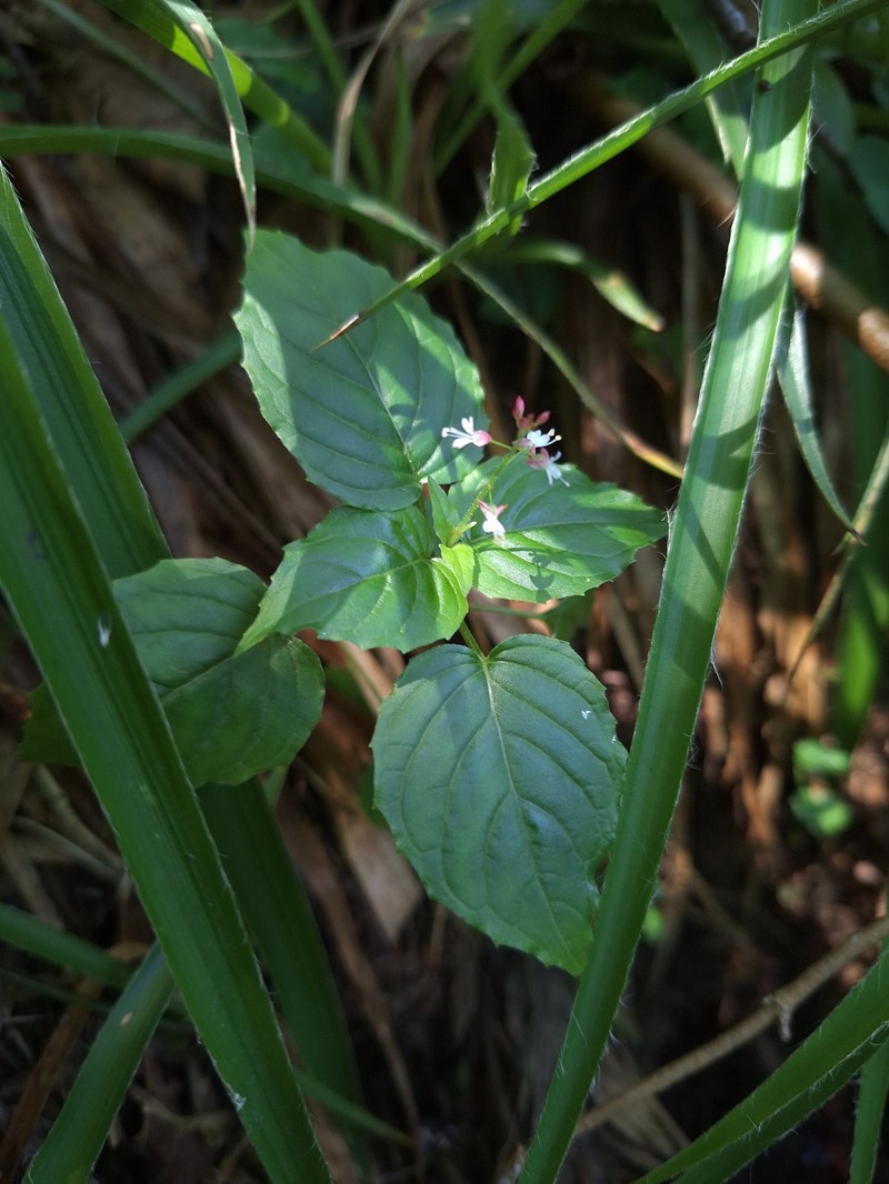 Enchanter's Nightshade photo 7