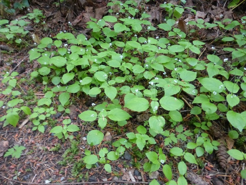 Small Enchanter's Nightshade