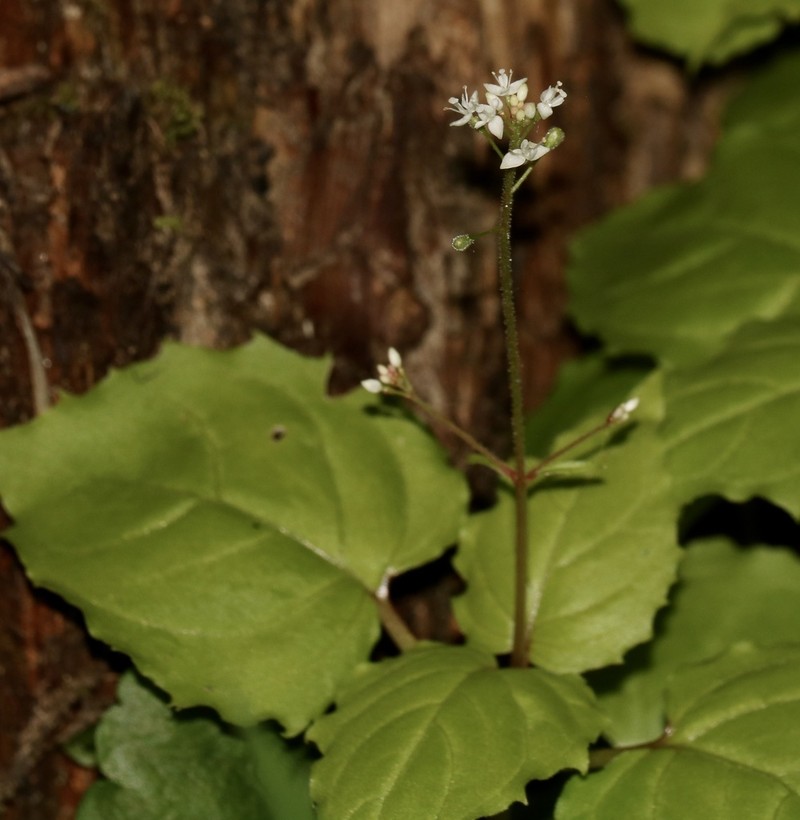 Small Enchanter's Nightshade photo 2
