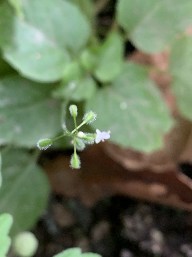 Small Enchanter's Nightshade photo 3