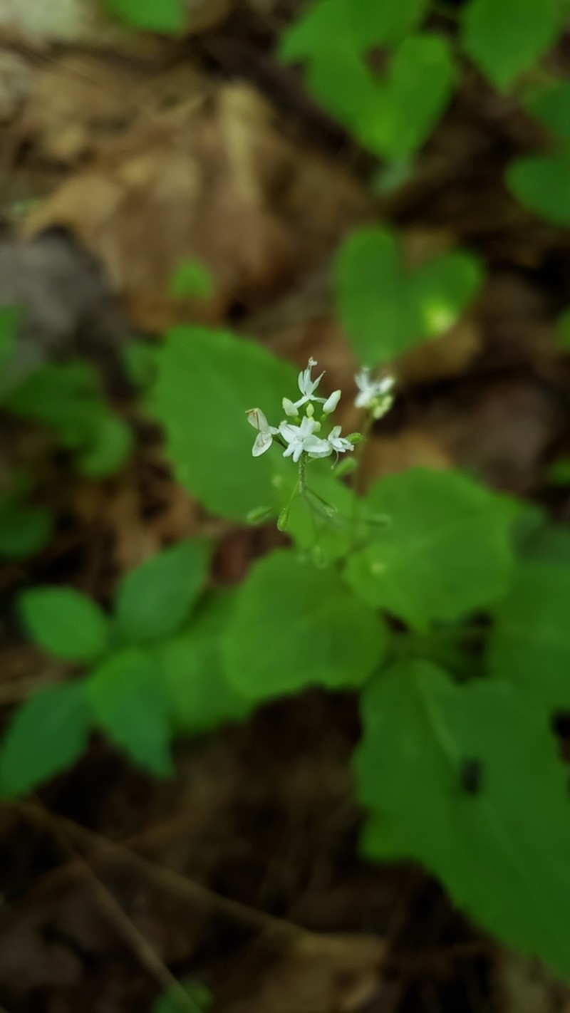 Small Enchanter's Nightshade photo 4