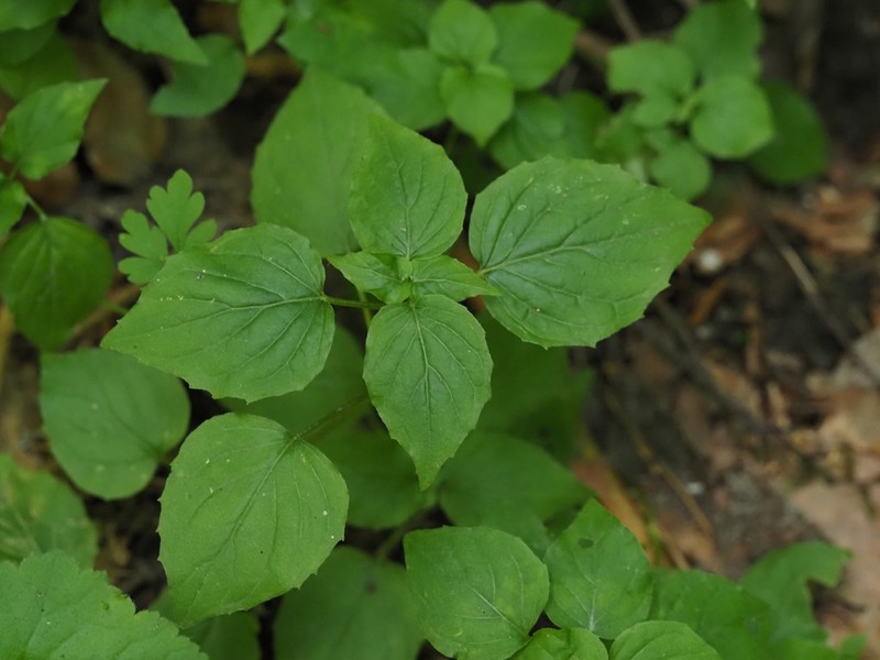 Small Enchanter's Nightshade photo 5