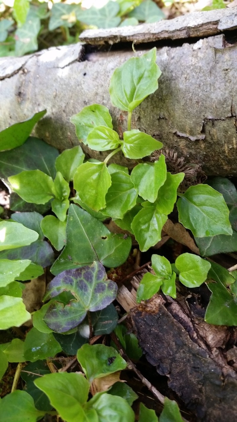 Small Enchanter's Nightshade photo 6