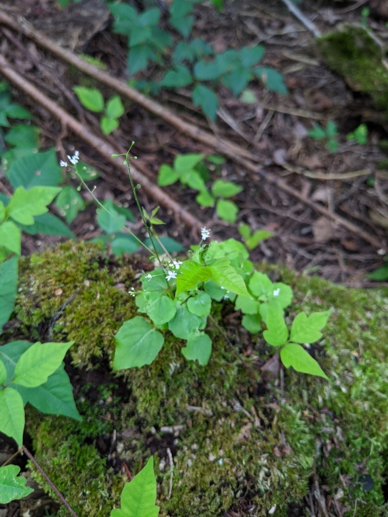 Small Enchanter's Nightshade photo 7