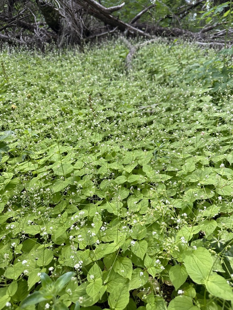 Small Enchanter's Nightshade photo 8