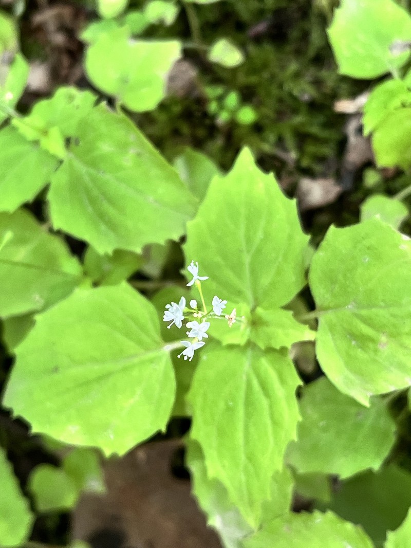 Circaea alpina subsp. alpina