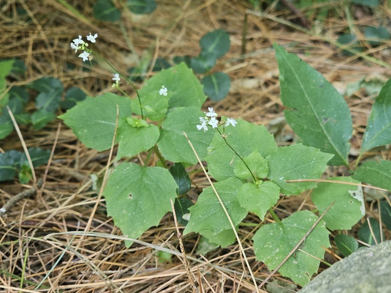 Circaea alpina subsp. alpina photo 2