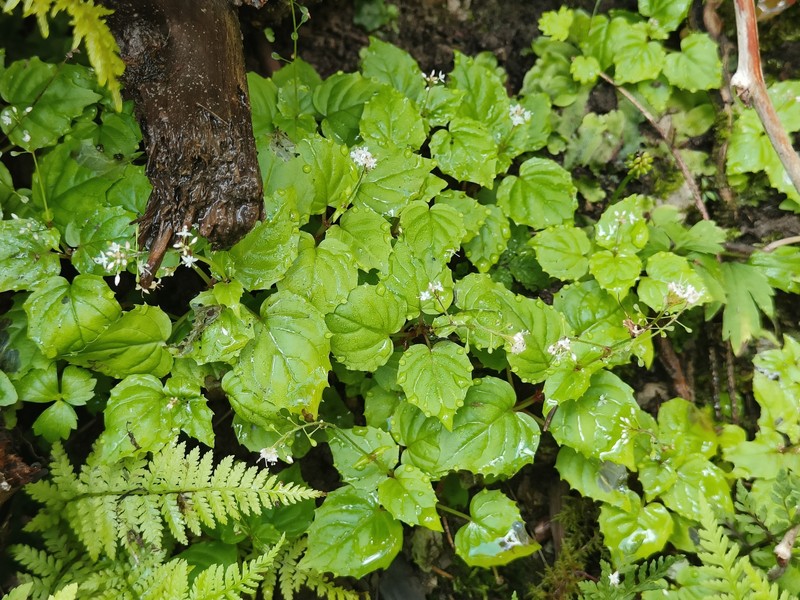 Circaea alpina subsp. alpina photo 3