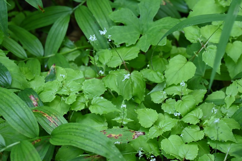 Circaea alpina subsp. alpina photo 4