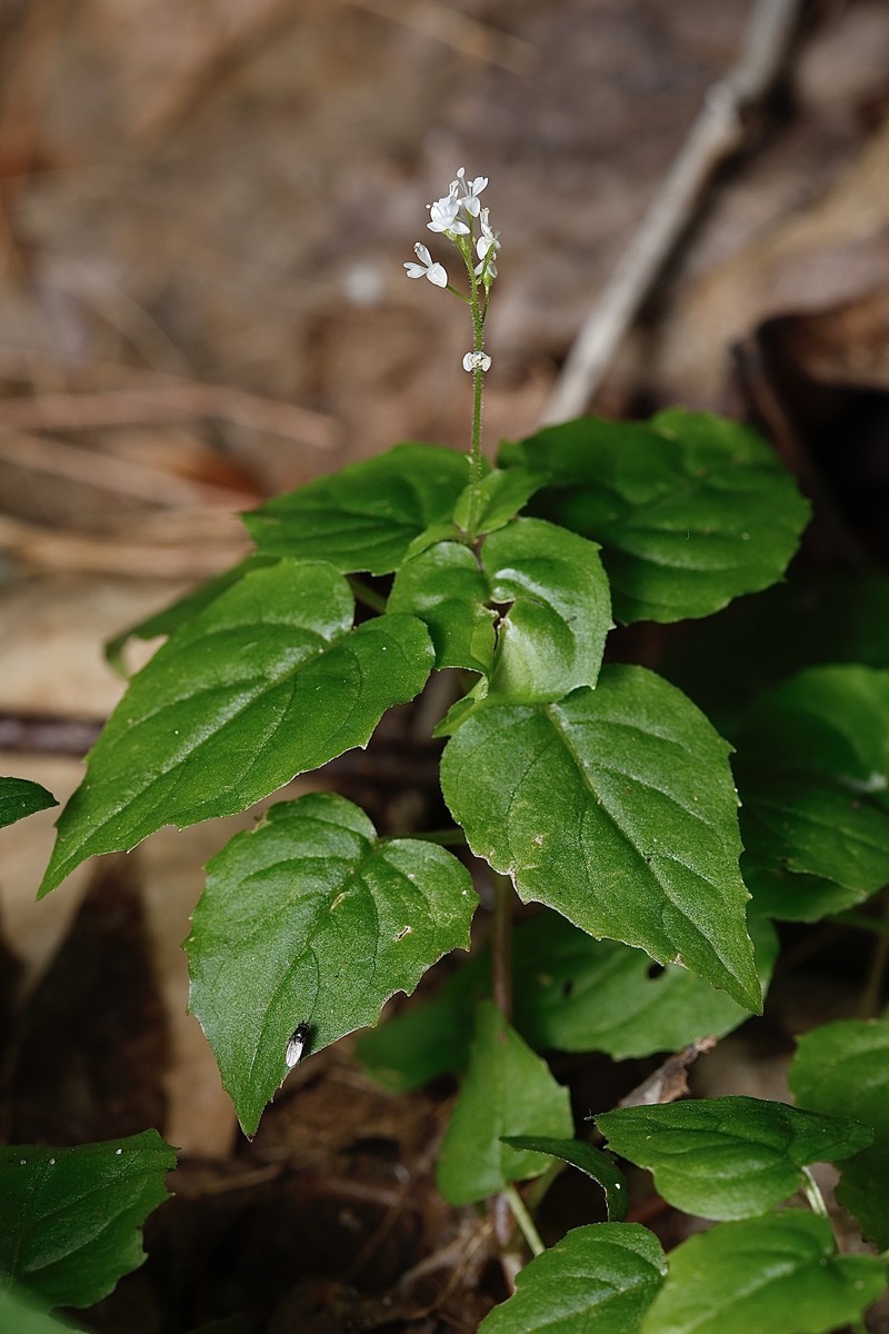 Circaea alpina subsp. alpina photo 5