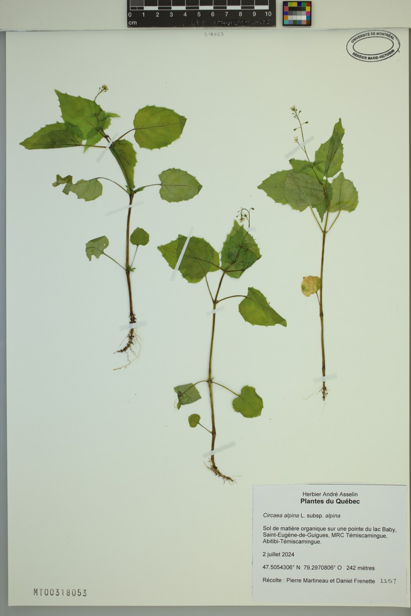 Circaea alpina subsp. alpina photo 6