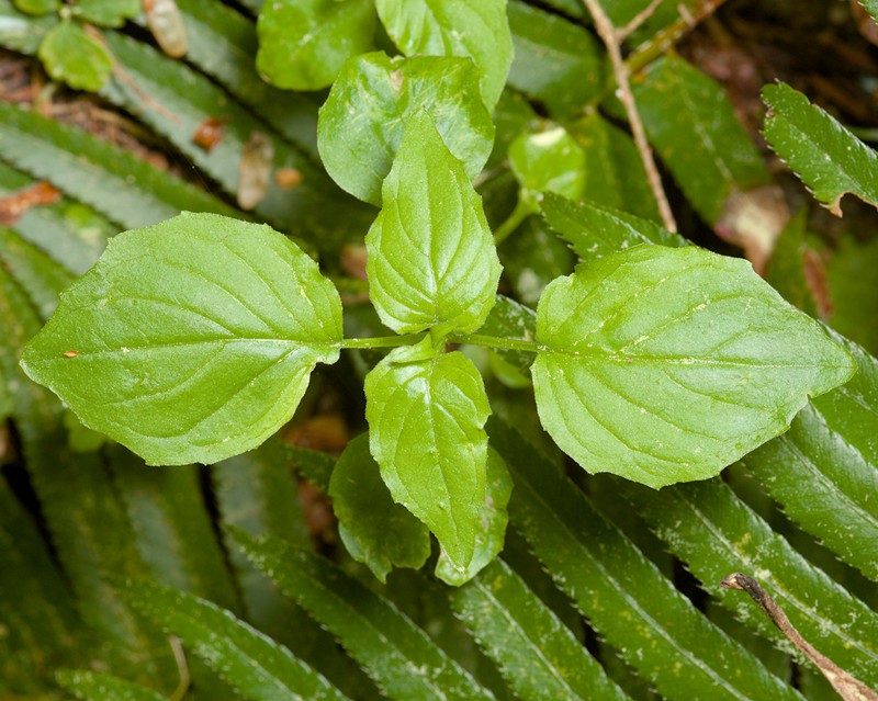 Circaea alpina subsp. pacifica