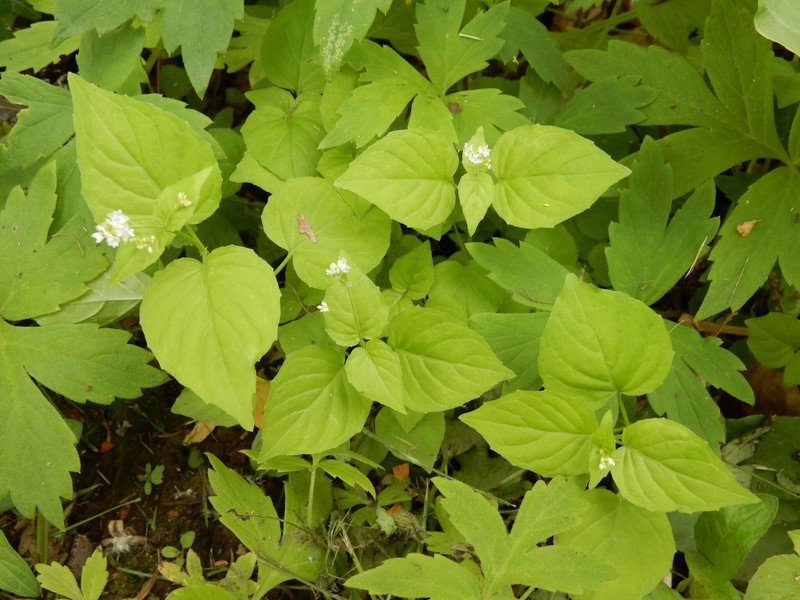 Circaea alpina subsp. pacifica photo 2